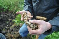 thumbnail_jaapvanelstdsc_0518.jpg