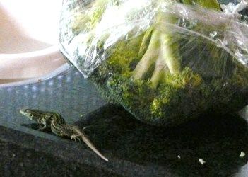 hagedisbroccolilidiatitzing1.jpg