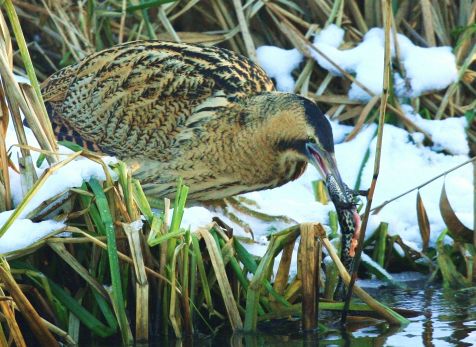 roerdompgroenekikker_meertje_25feb2010_franzkillawald.jpg
