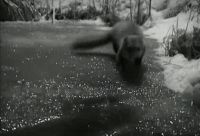 thumbnail_screenshot_kikkercam.jpg